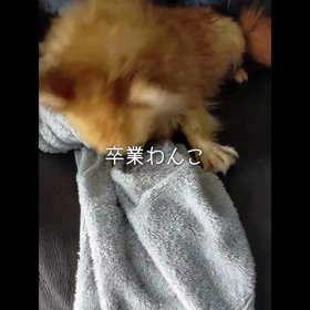 卒業わんこ　ももちゃんの画像