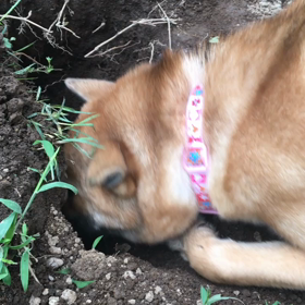 スアーナの画像