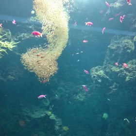 アクアマリンふくしま-2の画像