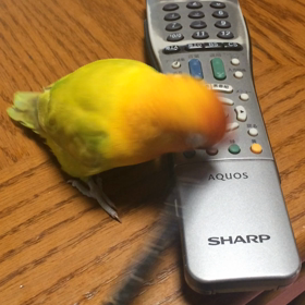 これを持っていきたいんだ！の画像