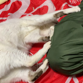 あお日記の画像