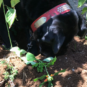 息子二人の帰省の画像