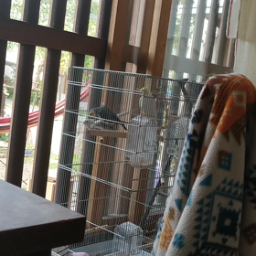 うちのオカメインコの画像