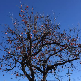 もう、鳥たちのものの画像