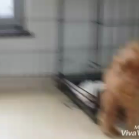 ﾔﾝﾁｬ顔のこまりﾏﾏ♡の画像