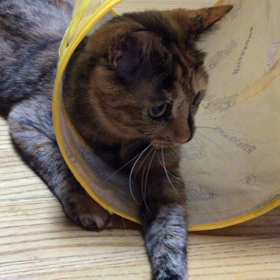 琥珀の遊びの画像