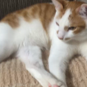 里親募集中のデコちゃん&ビビちゃんの画像