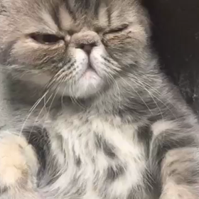 ちょこっとアルバムの画像