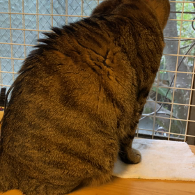 何かいますか？の画像