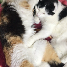 気がつけば、まったりの画像