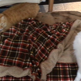 テンちゃんの新事実・・・の画像