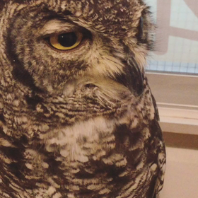 アフリカワシミミズクのペリット出したい❣️の画像