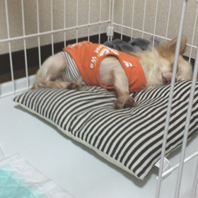 可愛い寝言？イビキ？の画像