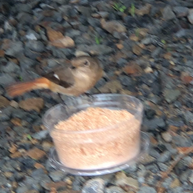 ジョウビタキ㉕『土砂降りでトラックの下』の画像