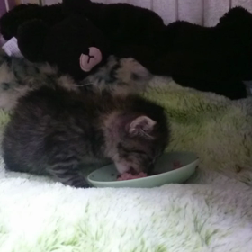 動画あり！信長、たいやき、ミーの画像