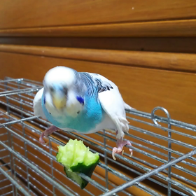 ☆インコズ　ぴぴた～☆の画像