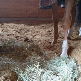 ただ馬が草を食べる動画　クリューソス編の画像