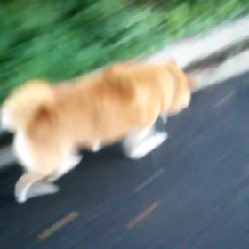 まみはまだまだ元気！の画像