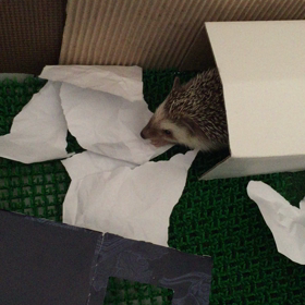 ほりほりの画像