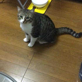 とれたて。の画像