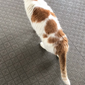 猫の慢性腎臓病　ふくちゃん編　散歩の画像