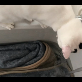 今日のテンの画像