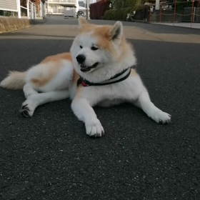 未来丸やってくれました。40分間の早朝ストライキ＼(^o^)／さあ散歩出発で動かず。昨日は早朝散の画像