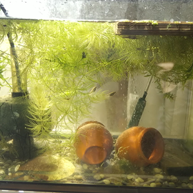 動画★「自宅の公園」（笑）の画像