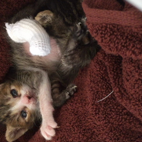 【動画】噛まれても痛くないよ〜(*ﾟ∀ﾟ)の画像