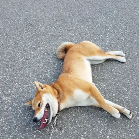 はなちゃん♪散歩中に鳴くの画像