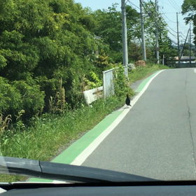 キジさん道ろ渡る【動画】の画像