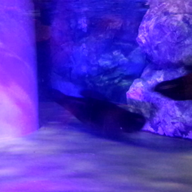 ☆オットセイ☆の画像