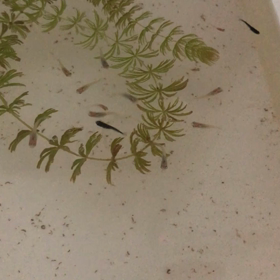 メダカ達(o^^o)の画像