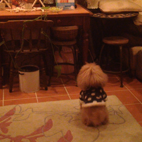 5月ですね〜の画像