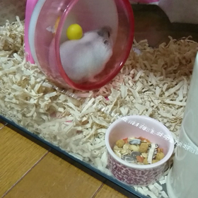 ハムスターむぅちゃん(о´∀`о)の画像