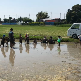 田んぼ遠足 田植えその3の画像