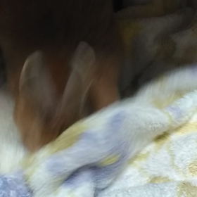 マイブームの画像