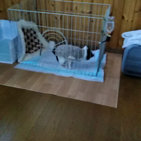 ウンチの舞の画像