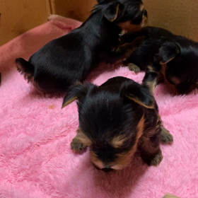 のりさんへの画像