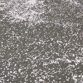 桜舞い散るの画像