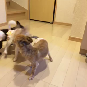 賑やかな三姉妹の画像