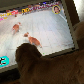 ピーピーピーの画像