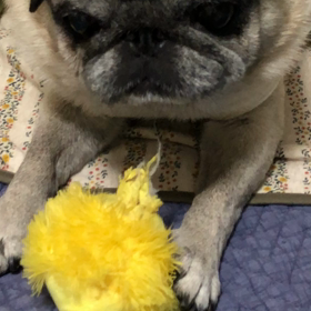 パグ、元気です。の画像