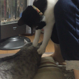 老猫に触りたくて仕方ない若猫。⑵の画像