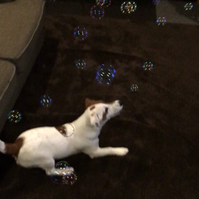 シャボン玉の画像