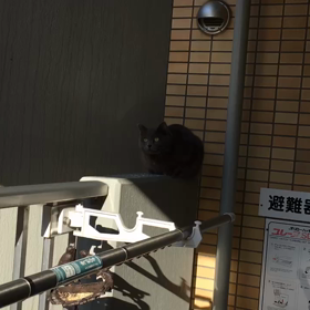 こぐま待ち伏せの画像