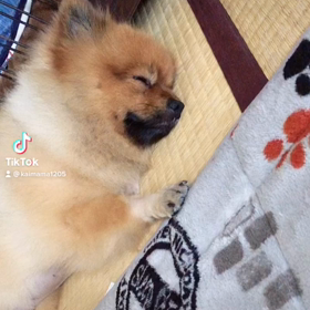 初投稿 TikTok動画の画像