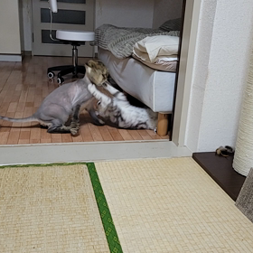 バトル動画の画像