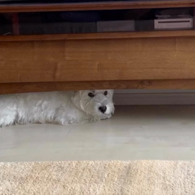 おやつ待ちの画像