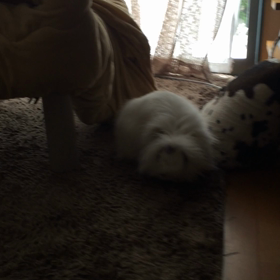 うさダッシュの画像